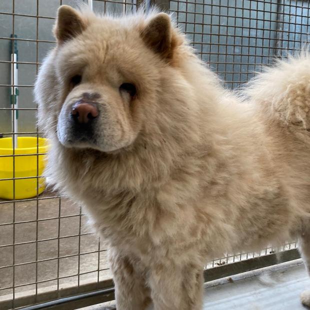 Tivyside Advertiser: Cooper - four years old, male, Chow Chow. Cooper is a very handsome boy who has come from a breeder. He is a very sweet boy but he is quite confused at the moment and doesn't know what he should be doing or who he should trust. He was happy to let us